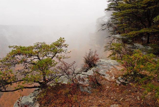 Rocks and trees with fog