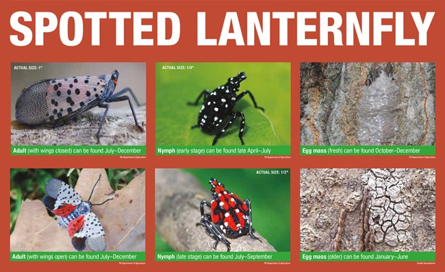 identification cards showing life stages of lanternfly