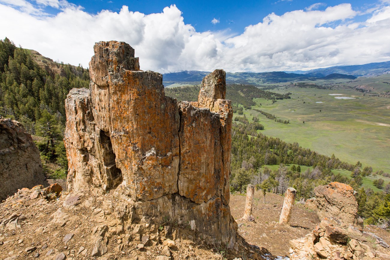 petrified trees in upright position on a hillside above a wide valley