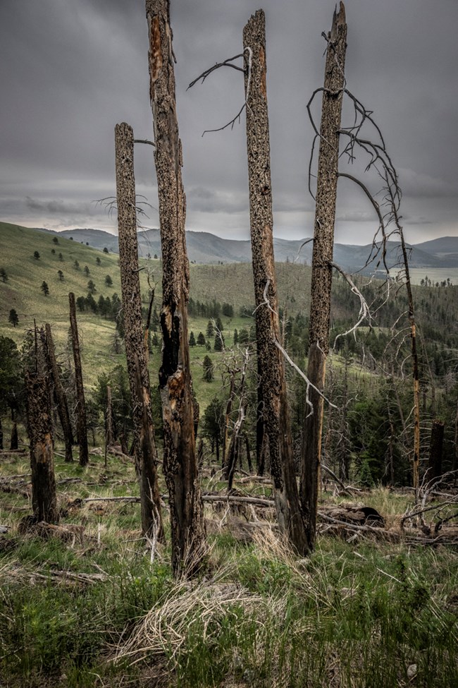 Charred, standing dead trees along a steep mountain slope.