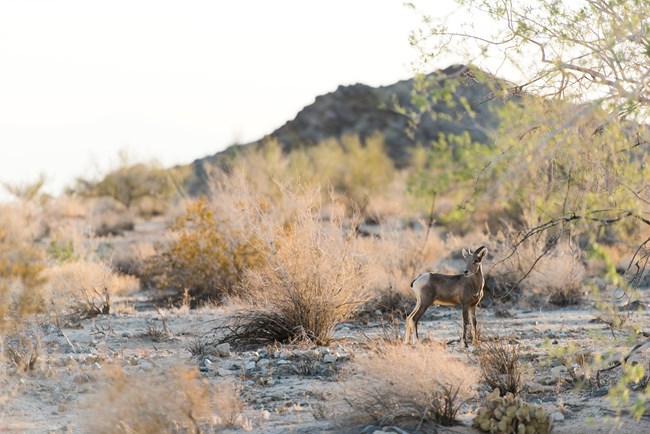 A close up of a bighorn sheep standing among the shrubs in a desert landscape.