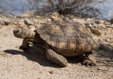 A desert tortoise walking on the ground