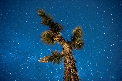 A Joshua tree surrounded by the blue night sky