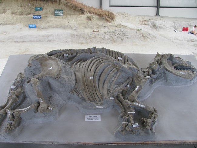 fossilized animal skeleton at excavation site