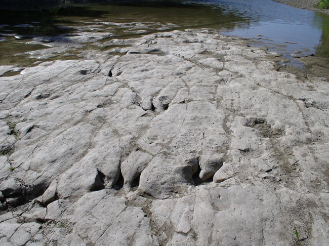 Dinosaur footprints in rock