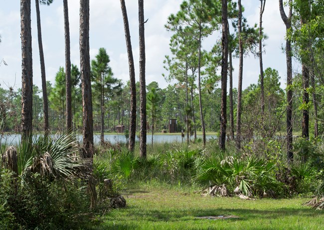 Everglades National Park Long Pine Key borrow pit. Everglades National Park Long Pine Key borrow pit.