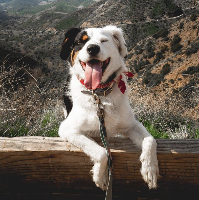 Smiling dog Smiling dog