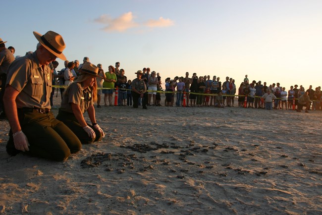 Dr. Shaver releases hatchling Kemp's ridley sea turtles on a beach surrounded by a crowd of people