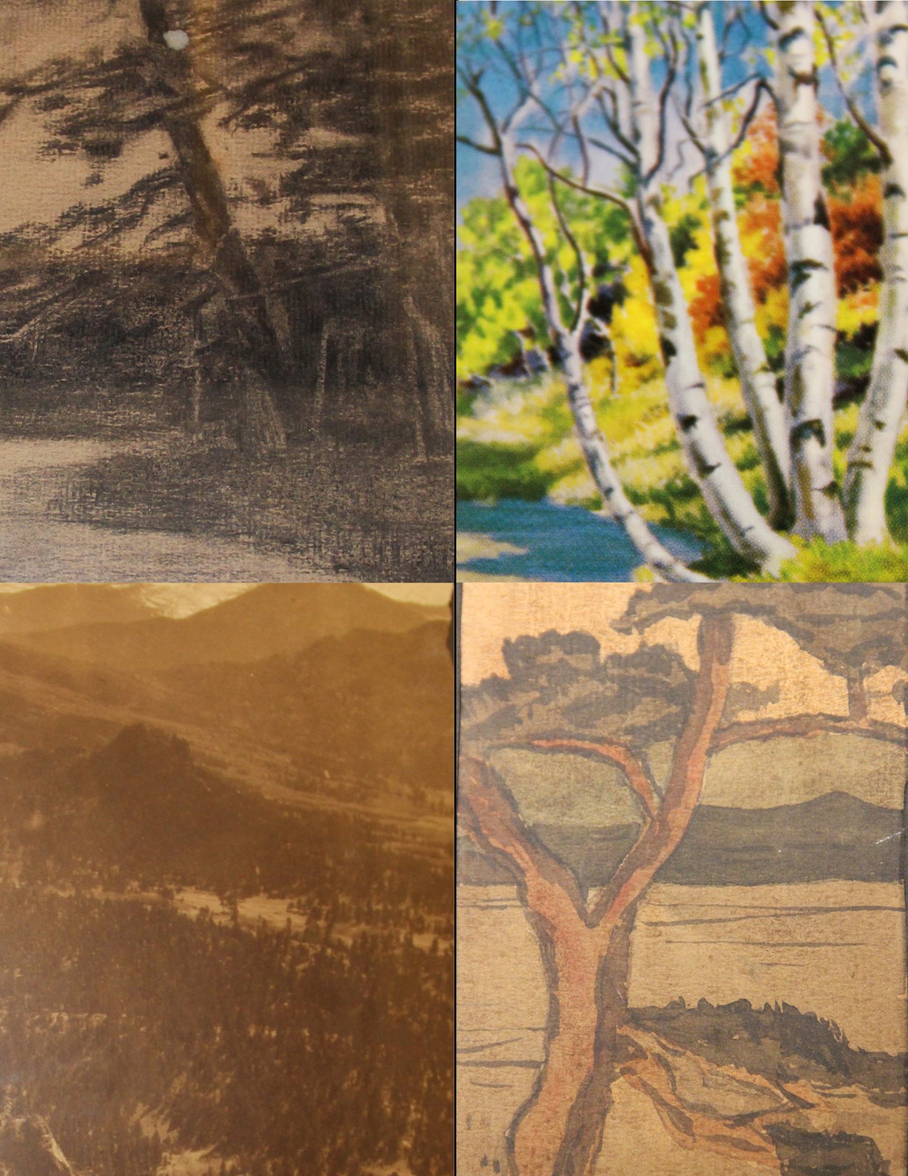 Man and Na-Tree ID Cards Four illustrations, two in each row, top left is black and white trees along water, top left is a birch tree with fall colors, bottom right is a black and white historic photo of mountains, bottom right is an illustration of a tree with mountains behind