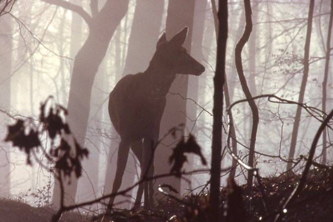 A silhouette of a deer is seen standing in a forest through some fog