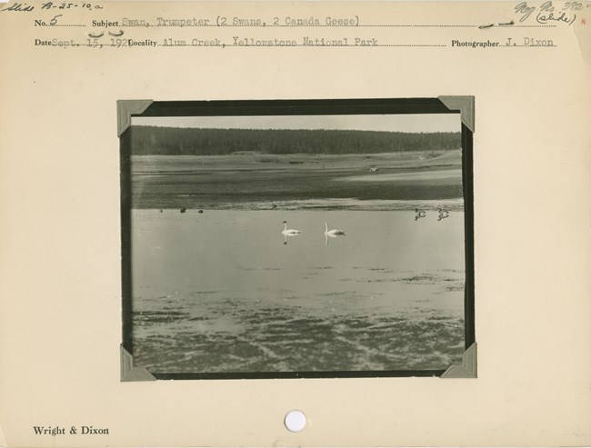 Historic field notes page labeled "Wright & Dixon" with a black and white photo of two trumpeter swans in a lake
