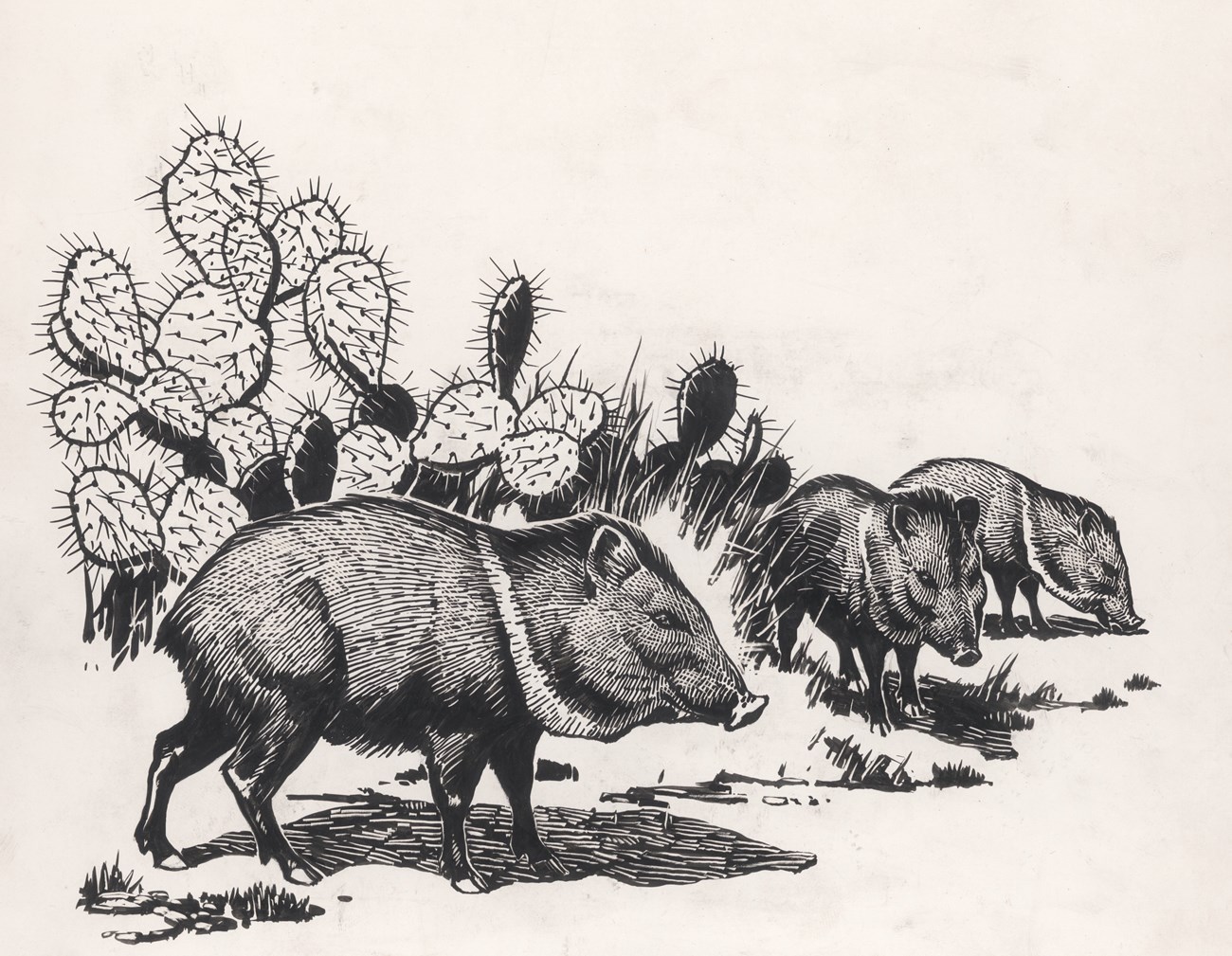 Peccary Pen-and-ink drawing of three peccary and a cactus