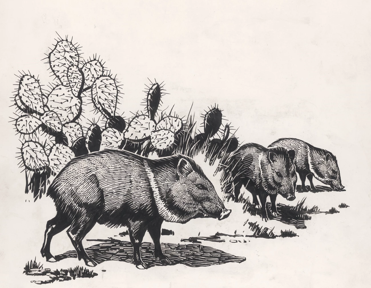 Peccary Pen-and-ink drawing of three peccary and a cactus