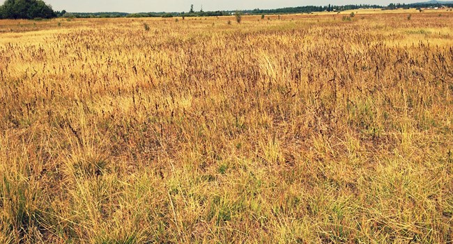 large open prairie