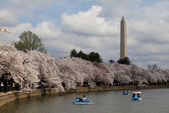 Cherry blossom trees in the National Mall with the Washington monument visible behind