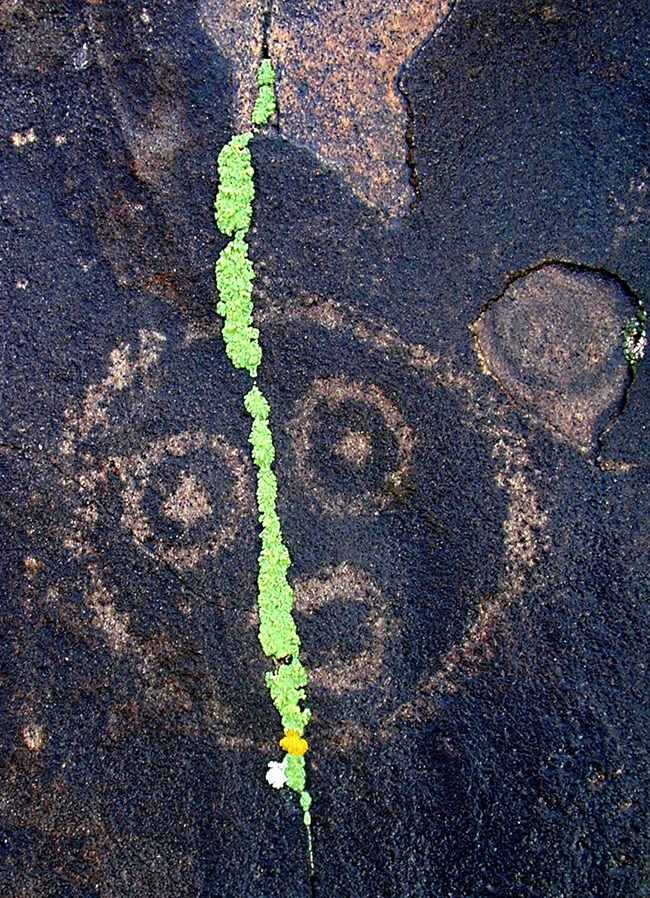 2d-b50c3714-e516-4bdf-80df-d98690f7be41Original Green lichen regrow over a petroglyph at Petrified Forest National Park. NPS photo.