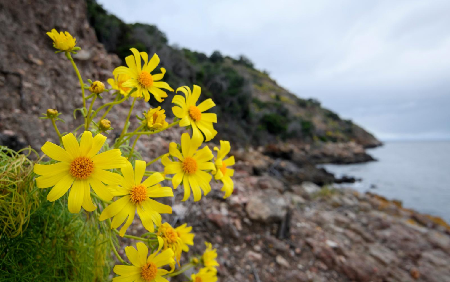A cluster of several bright yellow flowers on a rocky hillside overlooking the ocean.