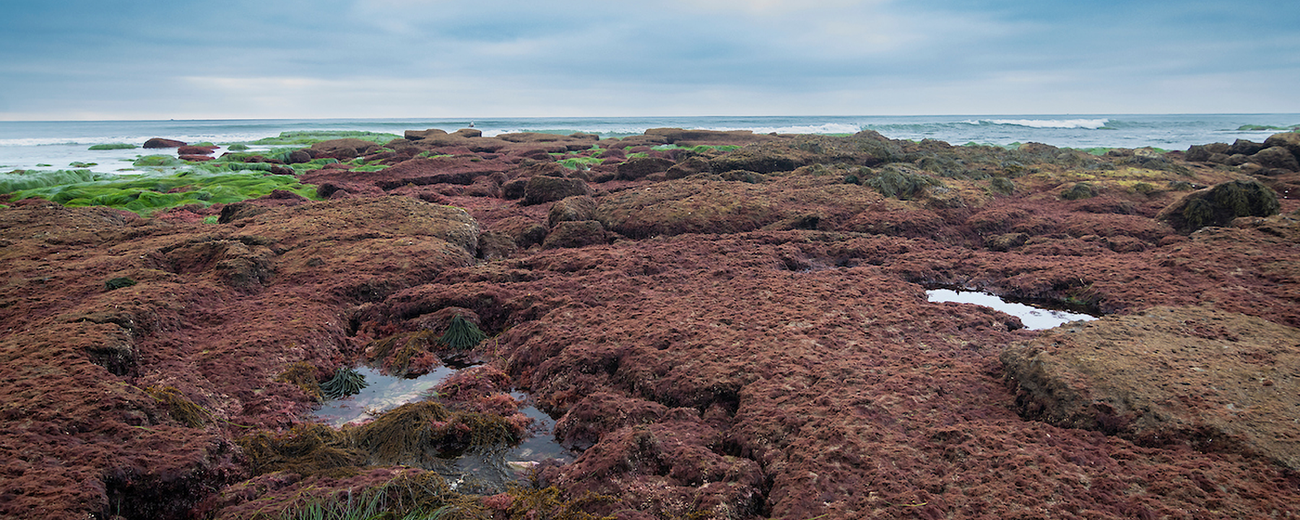 3 Parks 3 Stories Thumb Cover photo spans rocky reef habitat with red and green leafy seaweed in foreground and deep blue ocean on the horizon.
