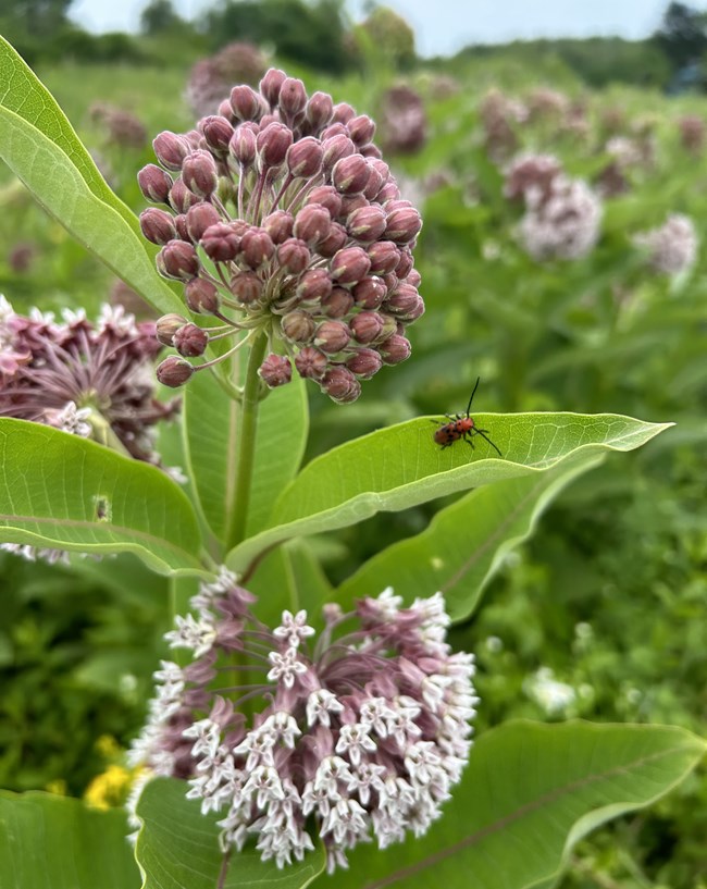 3 Pollinators Article Photo 3 _ Elle Bernbaum A tiny red bug sits on a large green leaf of a plant with blooming white and pink flower buds.