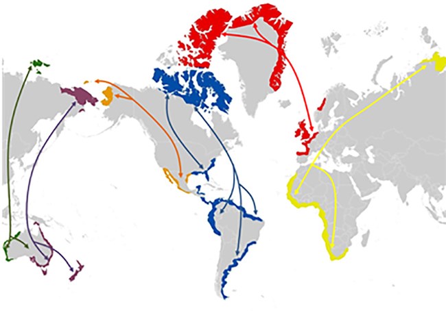 A map showing the distribution and migration routes of red knot subspecies.