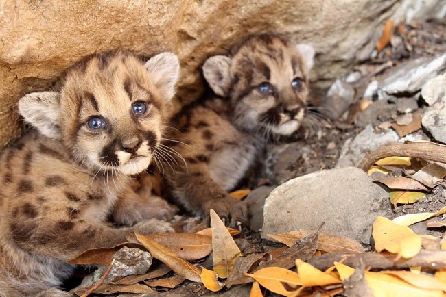P-107 and P-108 two small mountain lion kittens huddled beneath a rock