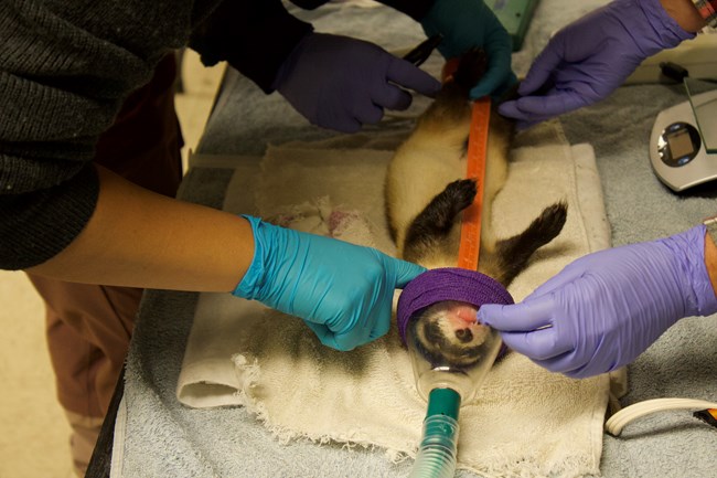 Sedated black-footed ferret being measured.