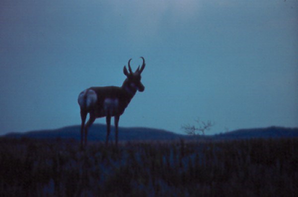 the black silhouette of a pronghorn standing atop a grassy hill set against a dark blue night sky.