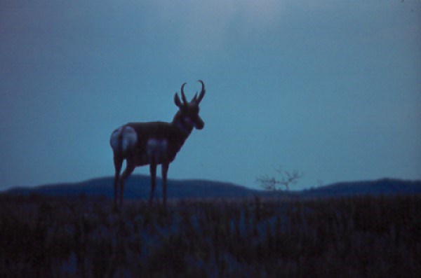 lt= the black silhouette of a pronghorn standing atop a grassy hill set against a dark blue night sky.