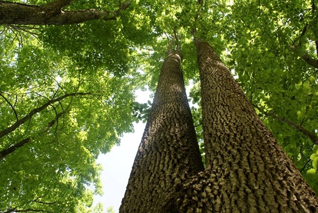 Trees
