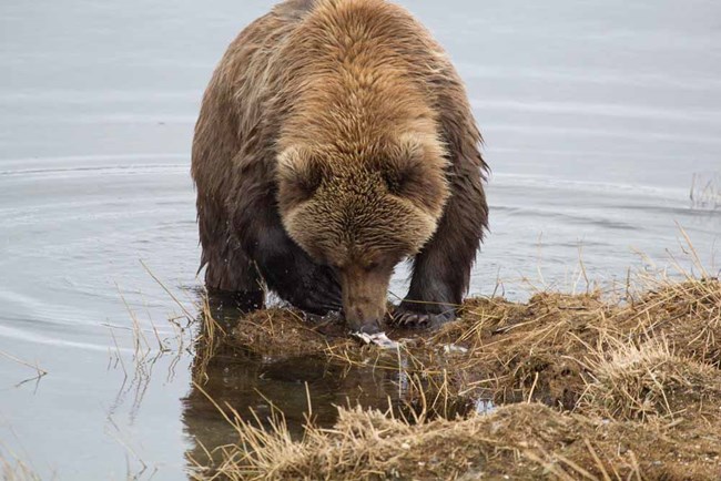 34924976971_f810298f51_o_web A bear eats a salmon on the river bank.