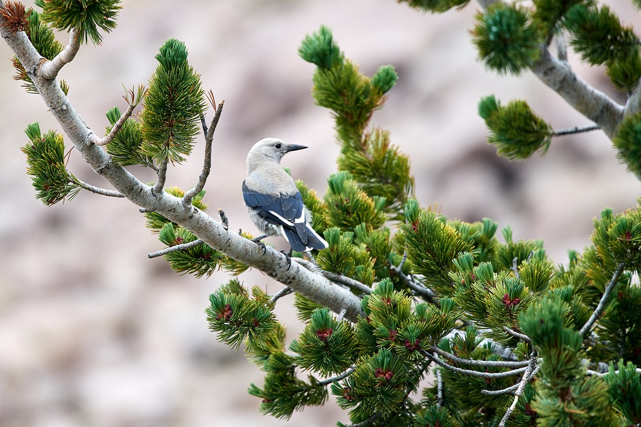 Gray bird with black and white tail and wing feathers perched in pine tree