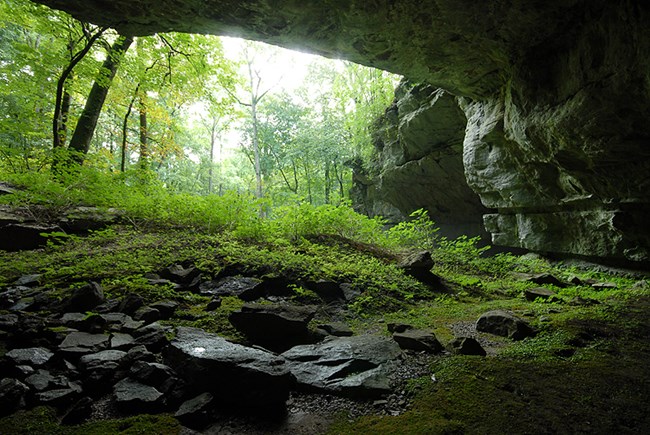 Looking out from inside a cave.  Rock and green vegetation can be seen inside and outside the cave mouth.