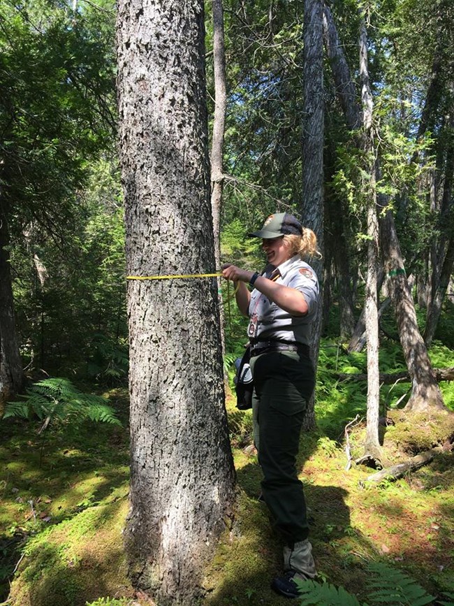 forest health monitoring forest health monitoring