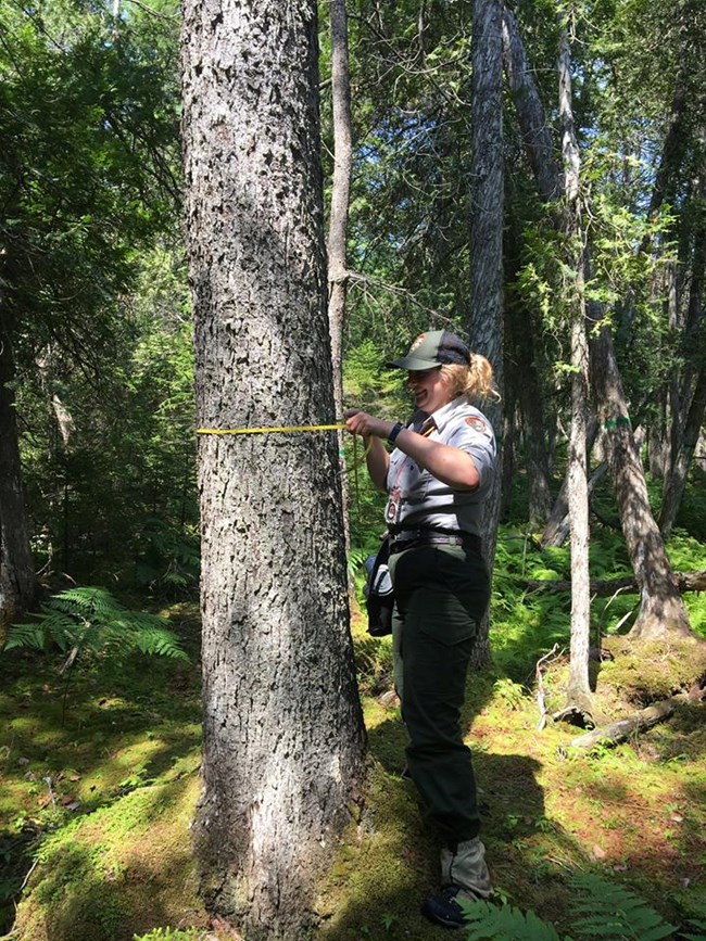 forest health monitoring