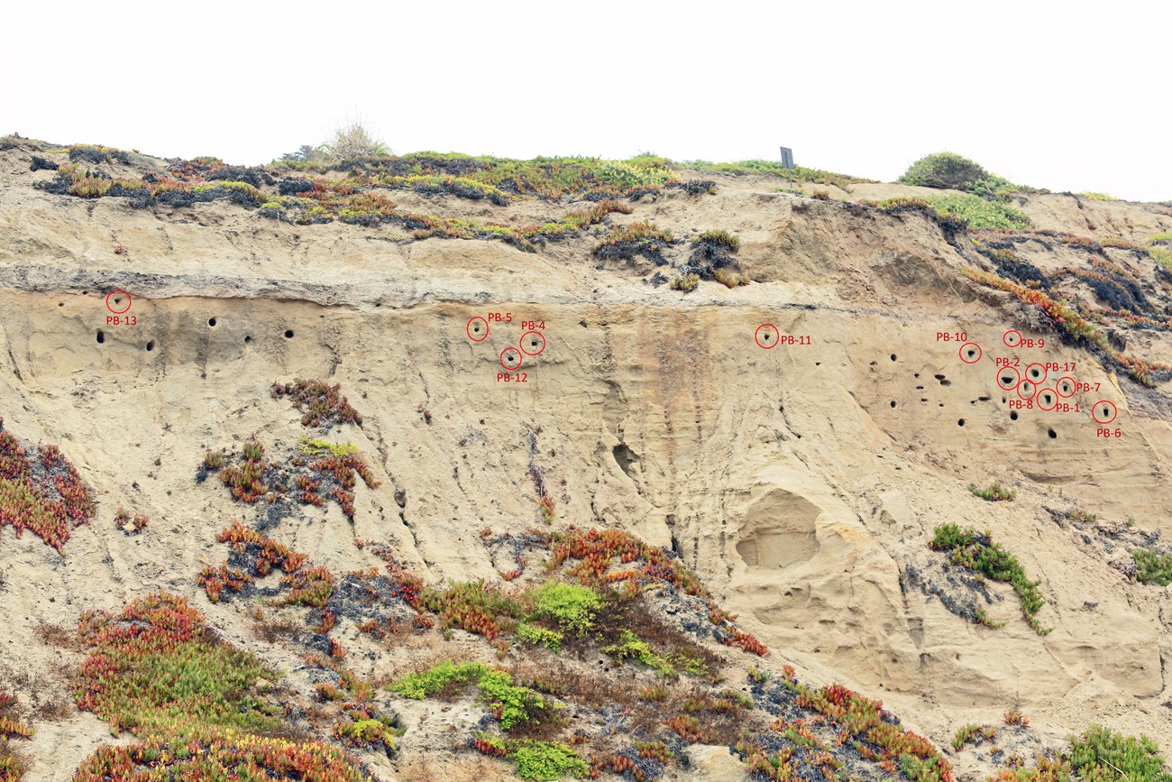 Active bank swallow burrows Section of sandstone cliff dotted with deep burrows and patches of iceplant. 13 of the burrows are circled in red indicating that they featured bank swallow activity in 2023.