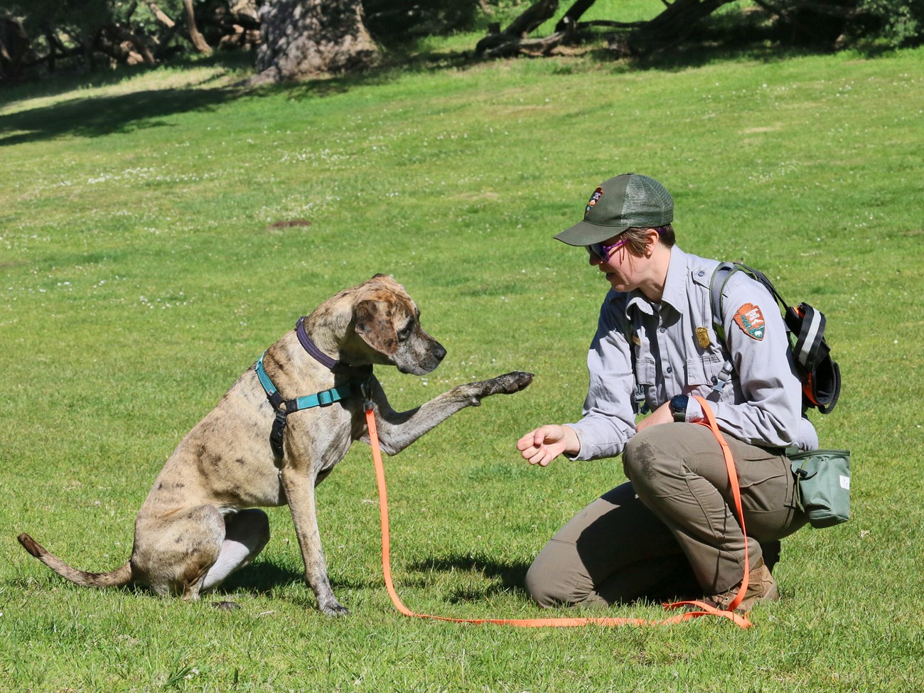 Conservation detection dog team Smith, in uniform, kneeling in the grass and holding out a fist to their dog Nooch, who, sitting to face them, lifts her paw in response.