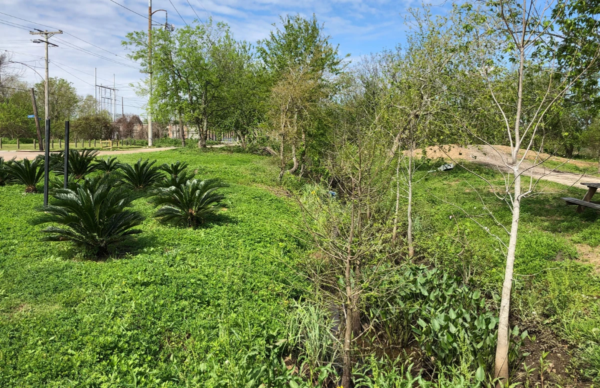 Sankofa Wetland Park Shrubs, trees and bushes at Sankofa Wetland Park