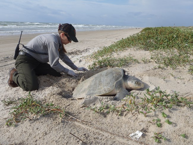 a woman in a uniform checks on a large sea turtle on the beach