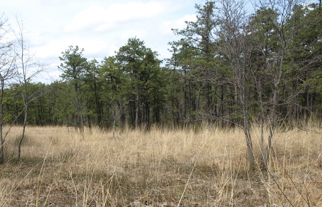 Land with tall brown grasses in foreground and trees in background