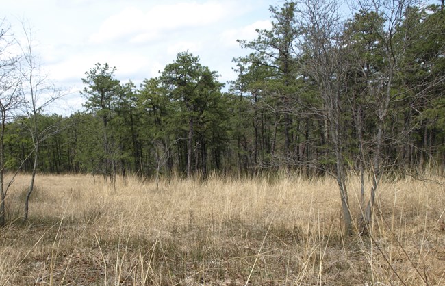 3_NOPA-PA-20140414_015_crop Land with tall brown grasses in foreground and trees in background