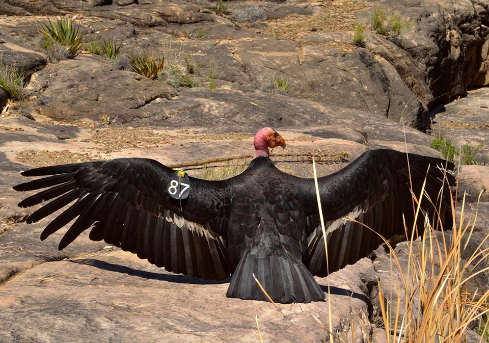 Grand Canyon National Park Centennial Briefings: California Condor  Management (U.S. National Park Service)