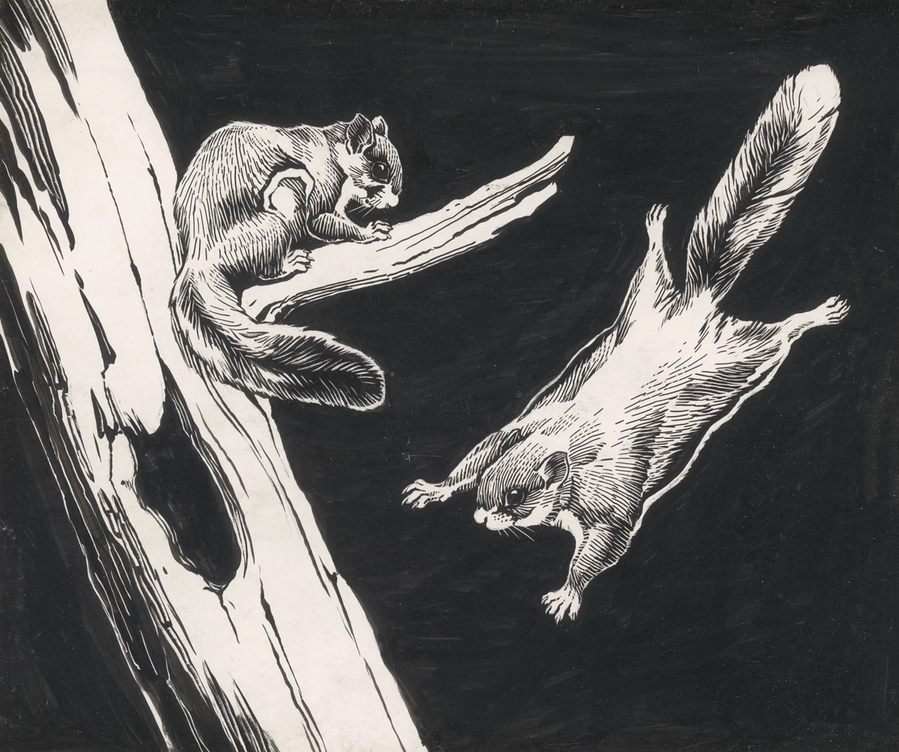 Flying Squirrel Pen-and-ink drawing of a flying squirrel