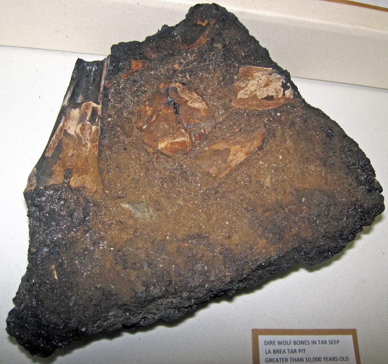 41561561150_2f8fd105dc_o photo of a rock with fossil bones imbedded