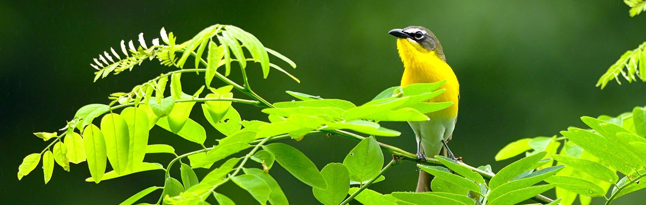 Small yellow bird perched on a branch. Small yellow bird perched on a branch.