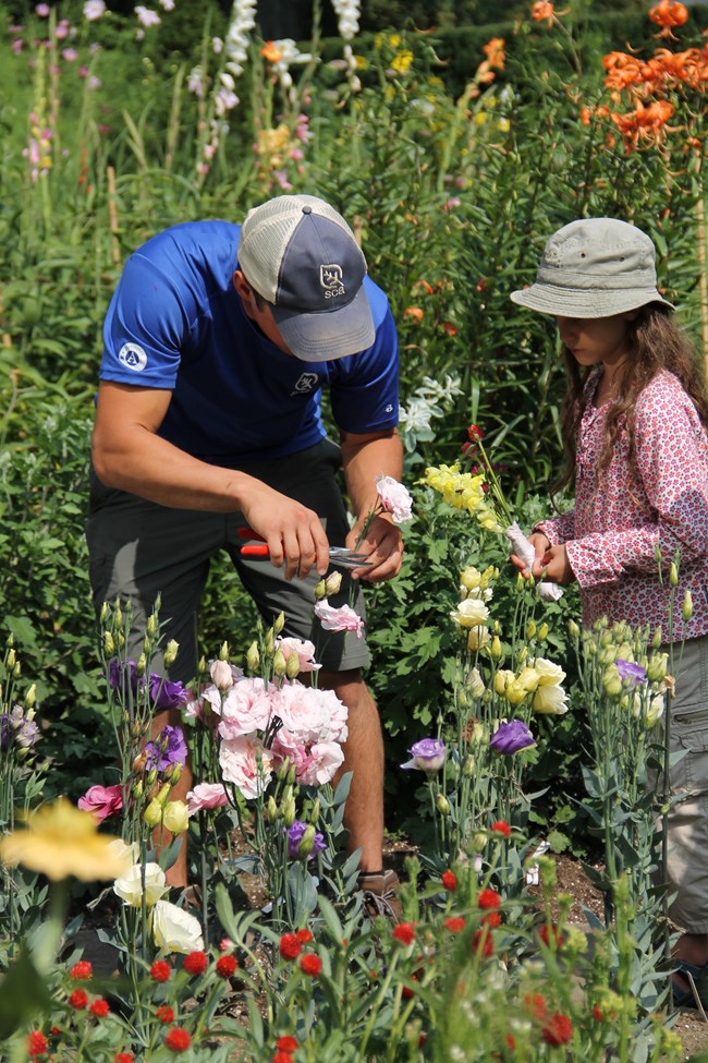 Intern cuts flower in historic gardens