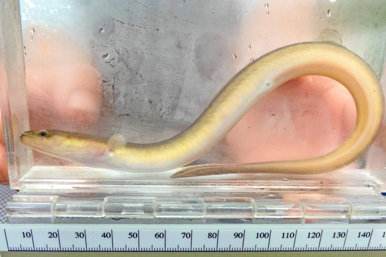 American eel Long, light olive fish, its body curved to fit in the 150mm long acrylic viewing tank.