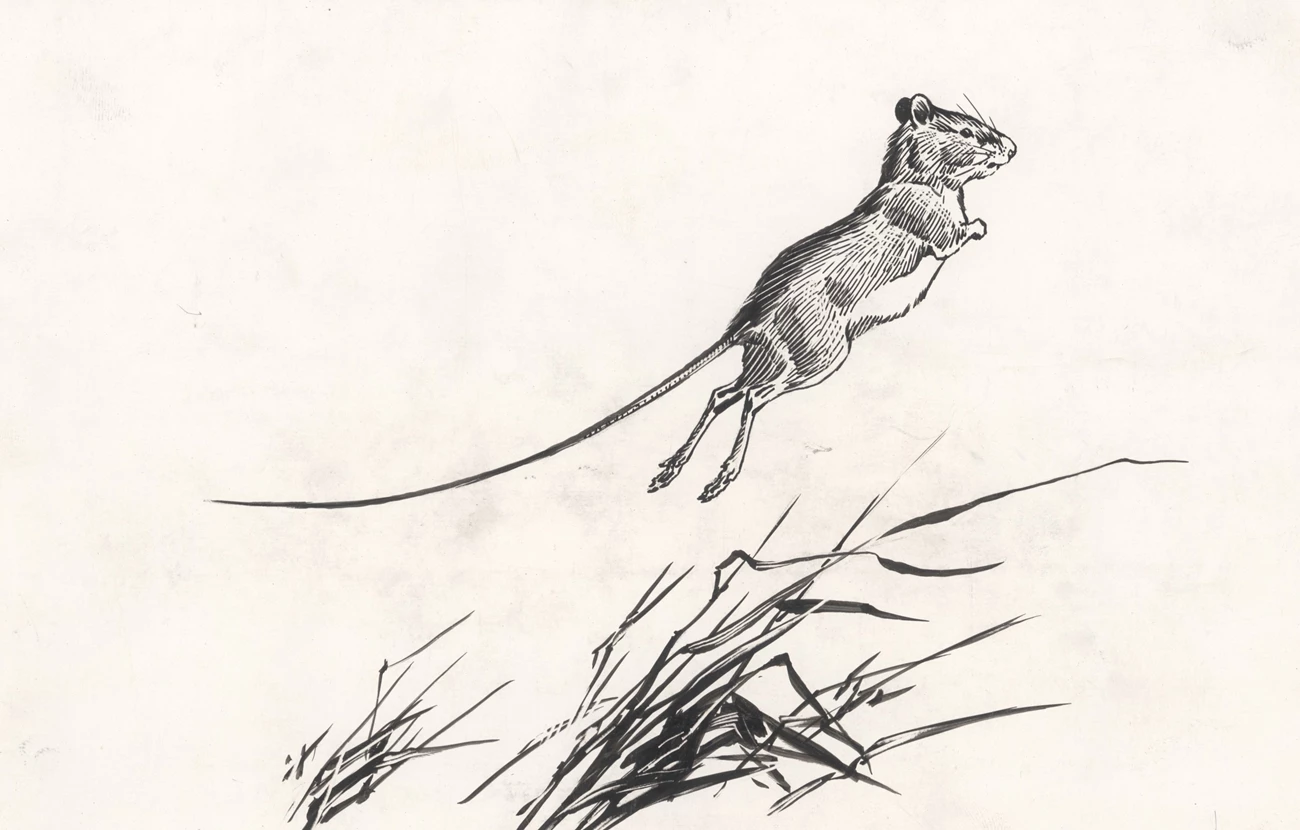 Jumping Mouse Pen-and-ink drawing of a jumping mouse