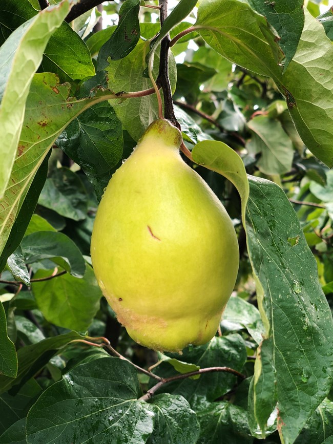 A green quince fruit growing on a tree.