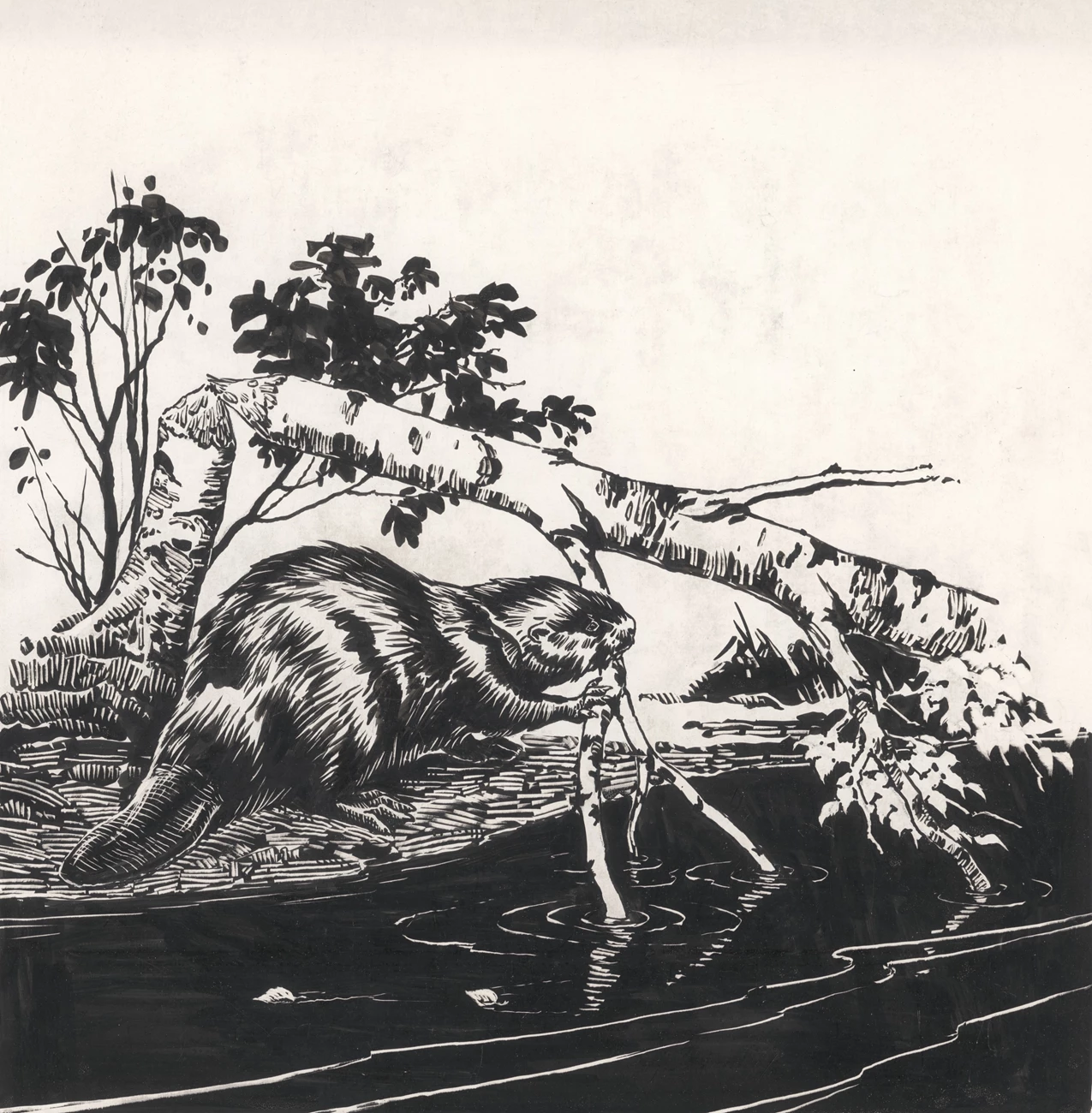 Beaver Pen-and-ink drawing of a beaver felling a tree