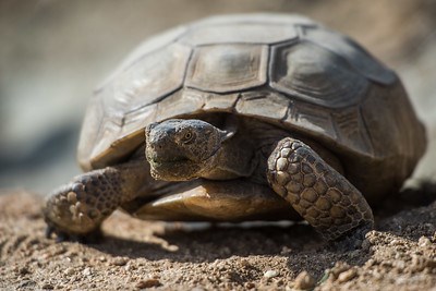 A close up picture of a Desert Tortoise